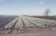 t_tulpen03.jpg (4287 Byte)